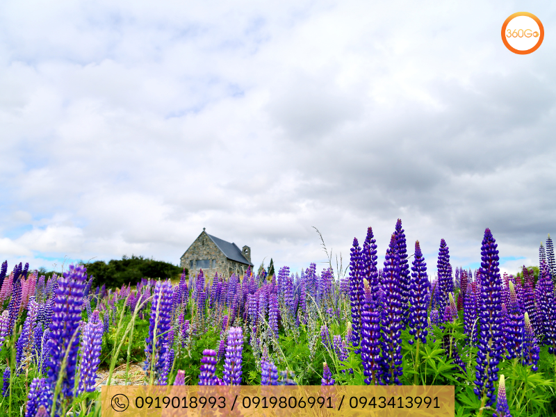 Mùa xuân hồ Tekapo - Du lịch 360Go